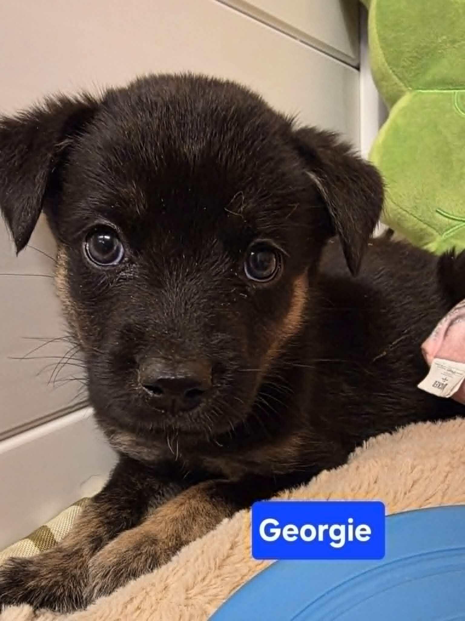 Enlarge Georgie, a Adoptable mixed breed in Cottonwood Heights, UT image 2/5
