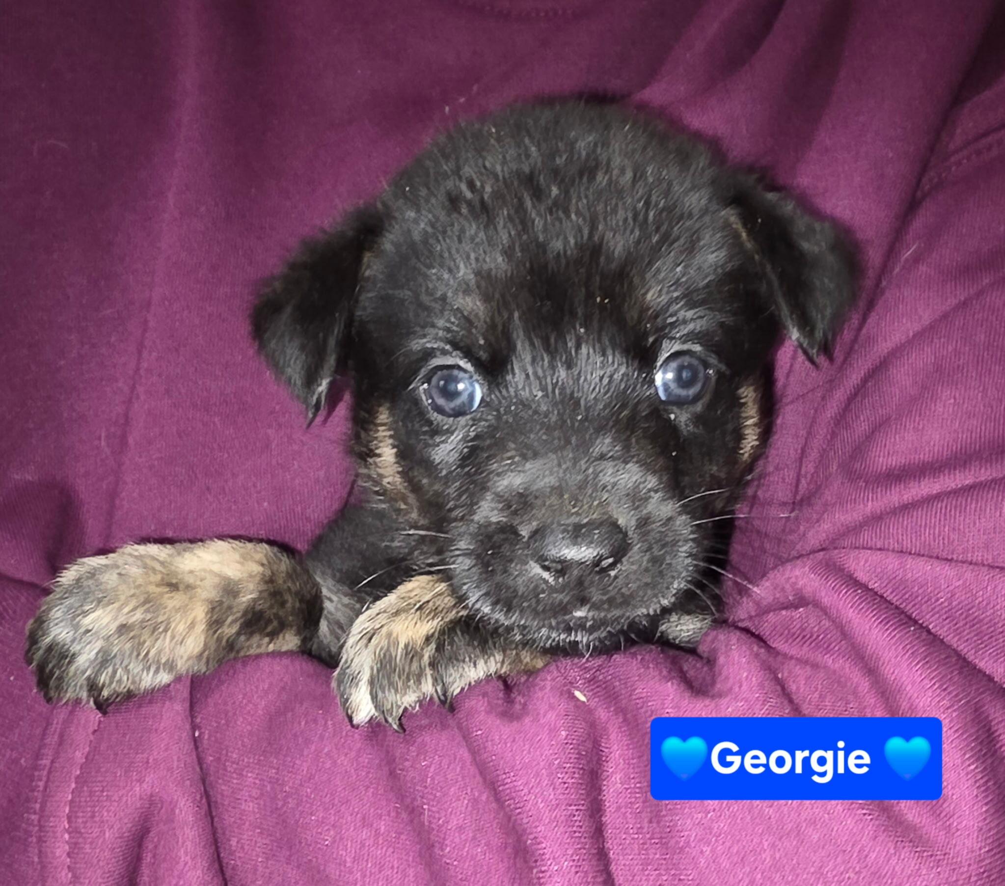Enlarge Georgie, a Adoptable mixed breed in Cottonwood Heights, UT image 3/5