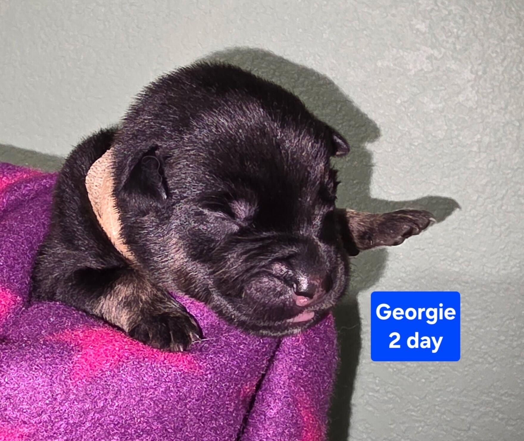 Enlarge Georgie, a Adoptable mixed breed in Cottonwood Heights, UT image 2/2