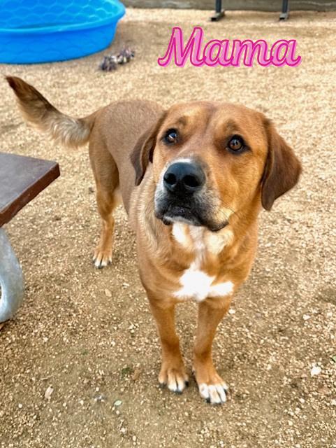 Enlarge Mama, a ADOPTABLE mixed breed in Comfort, TX image 1/1