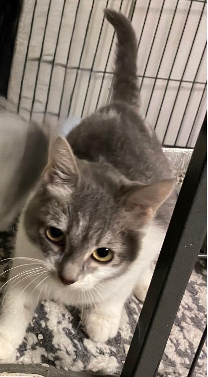 Willow — the Sweetest Little Tuxedo Girl, a Adoptable Tuxedo in Prescott, AZ image 4/5