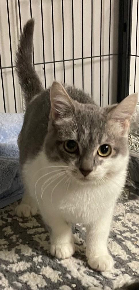 Willow — the Sweetest Little Tuxedo Girl, a Adoptable Tuxedo in Prescott, AZ image 2/5