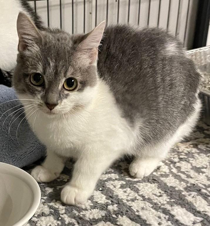 Willow — the Sweetest Little Tuxedo Girl, Adoptable, Kitten Female Tuxedo.