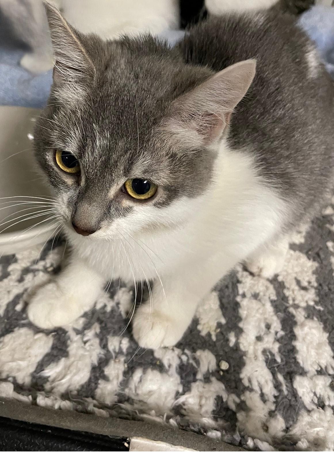 Willow — the Sweetest Little Tuxedo Girl, a Adoptable Tuxedo in Prescott, AZ image 5/5