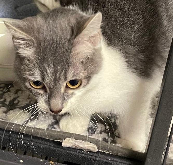 Willow — the Sweetest Little Tuxedo Girl, a Adoptable Tuxedo in Prescott, AZ image 3/5