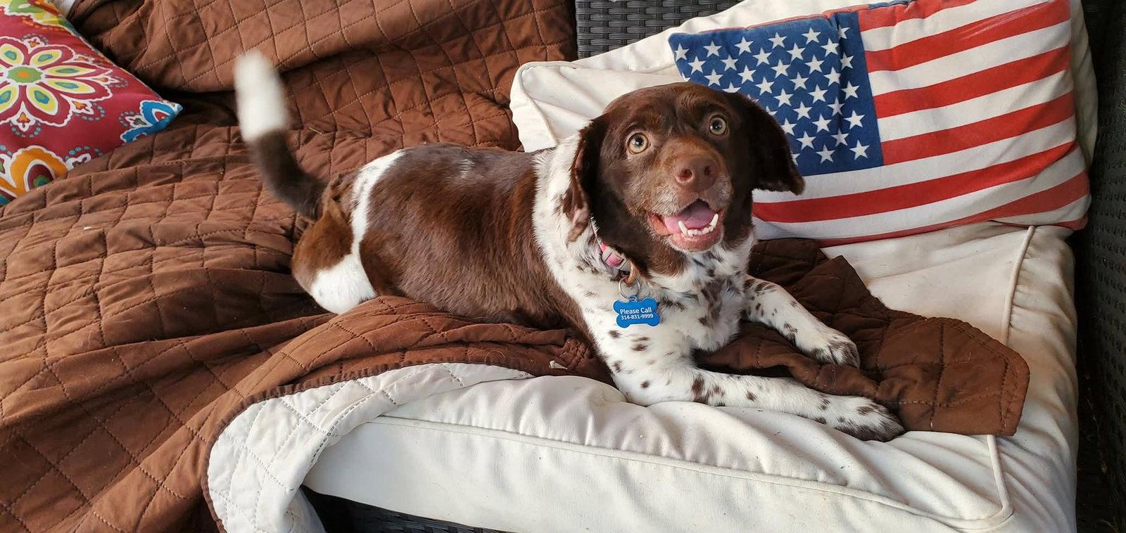 Hersey, Adoptable, Young Female Mixed Breed.