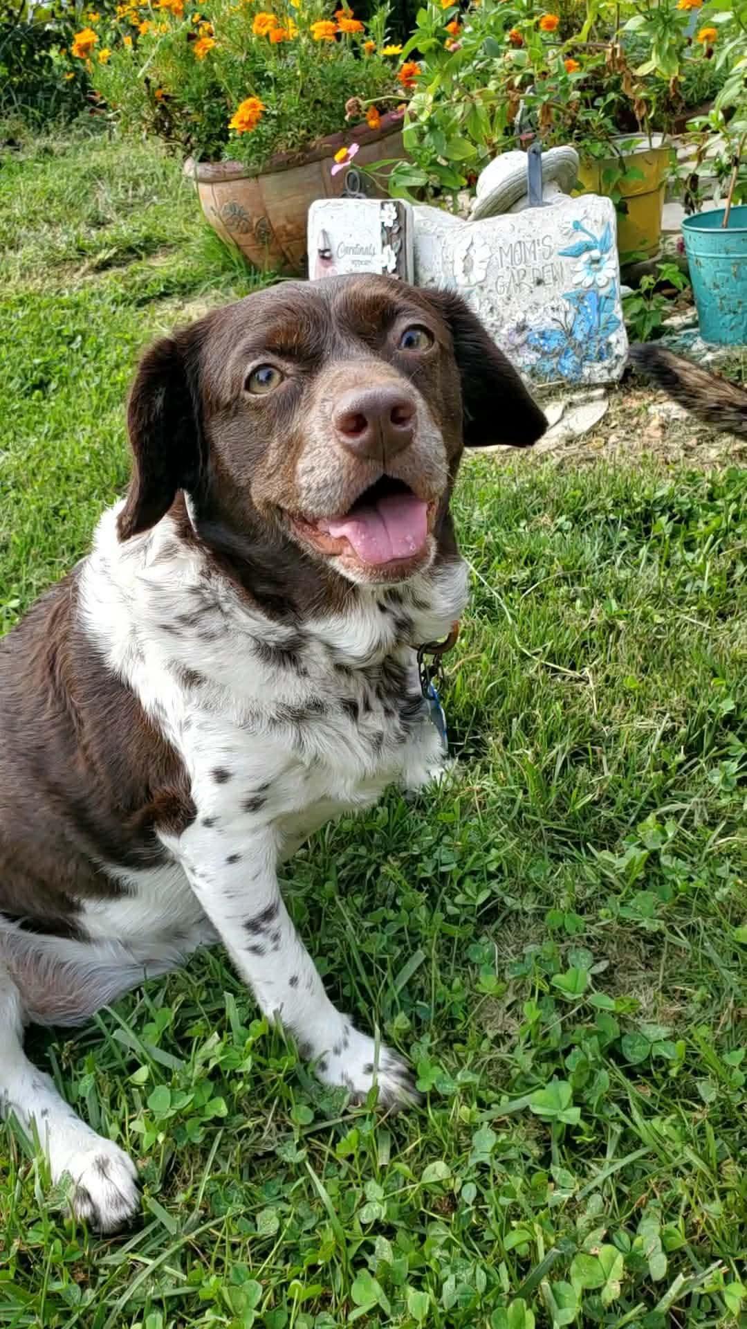 Enlarge Hersey, a Adoptable Mixed Breed in Fenton, MO image 2/3