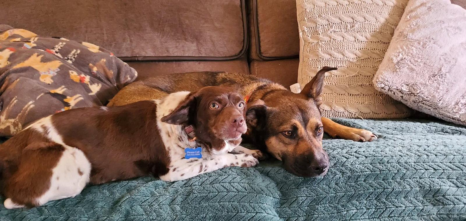 Enlarge Hersey, a Adoptable Mixed Breed in Fenton, MO image 2/3