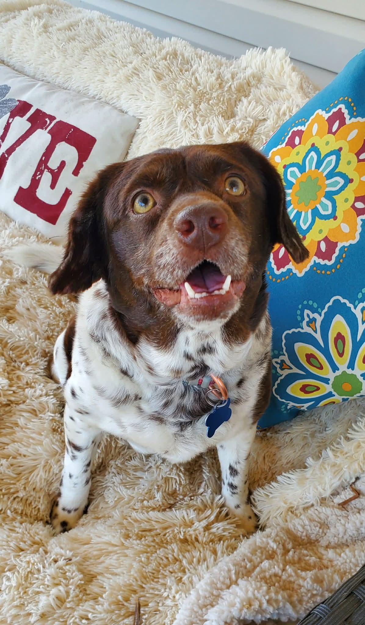 Enlarge Hersey, a Adoptable Mixed Breed in Fenton, MO image 3/3