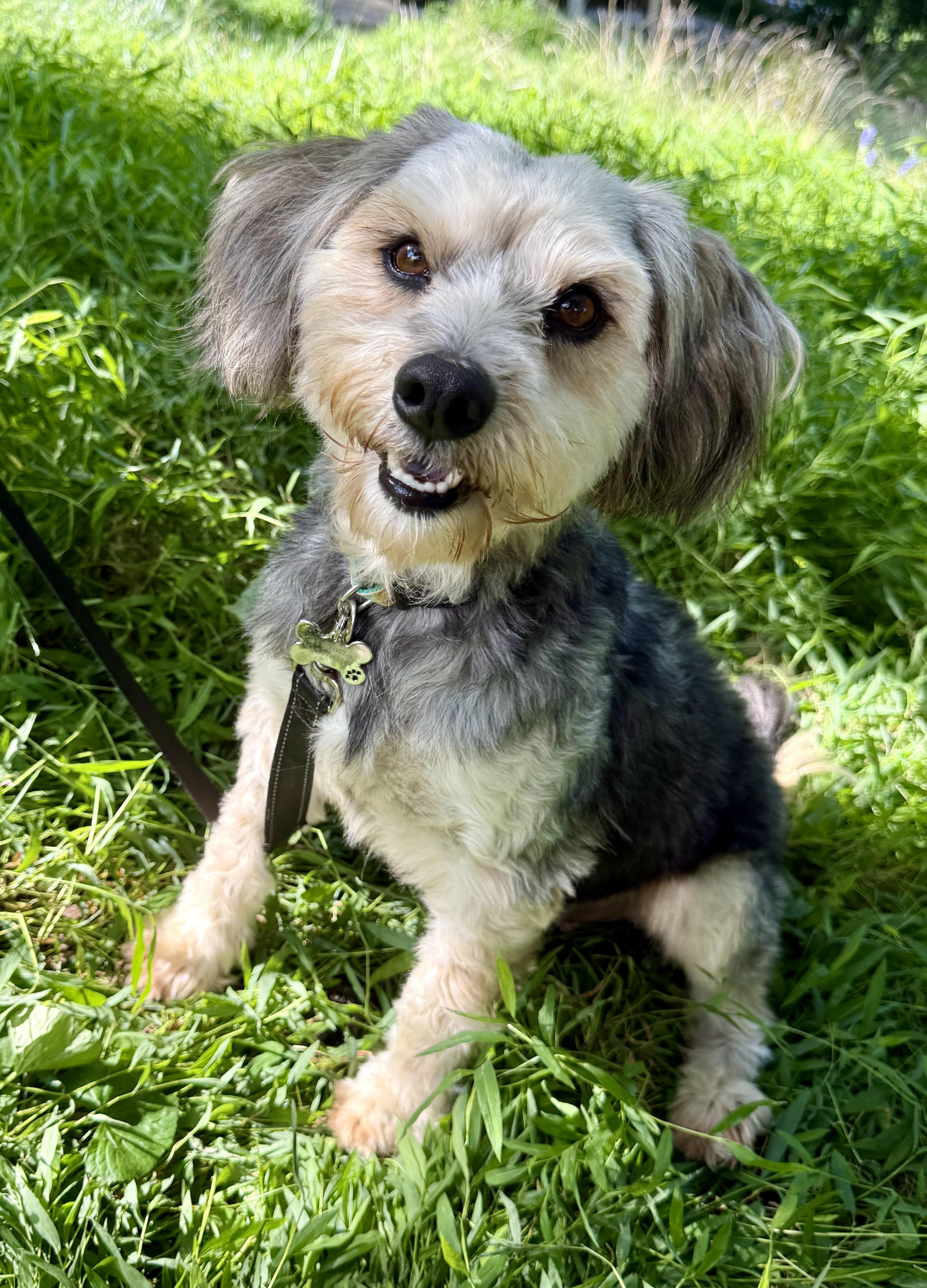 Enlarge Kai, an adopted mixed breed in Tomkins Cove, NY image 4/6