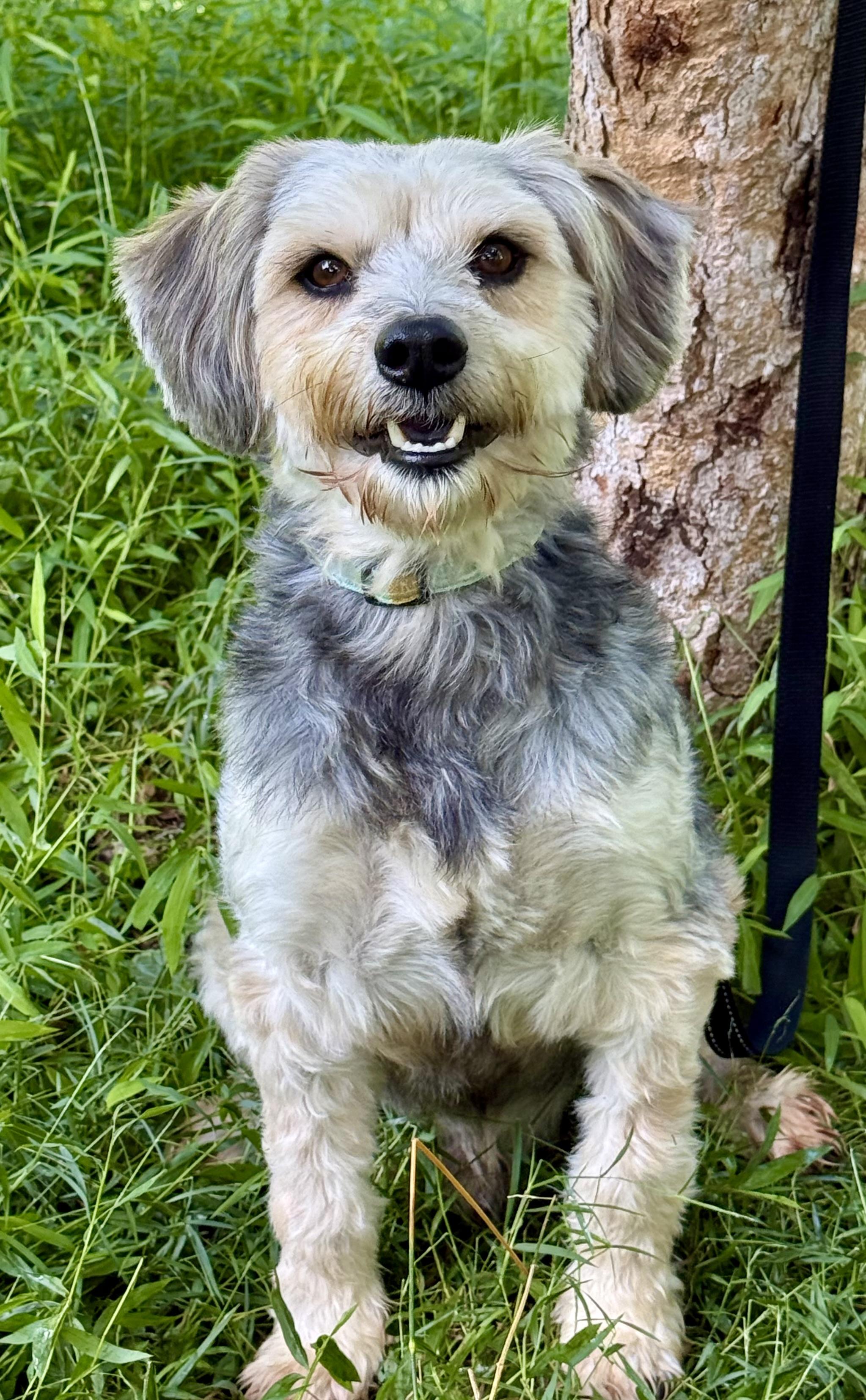 Enlarge Kai, an adopted mixed breed in Tomkins Cove, NY image 6/6