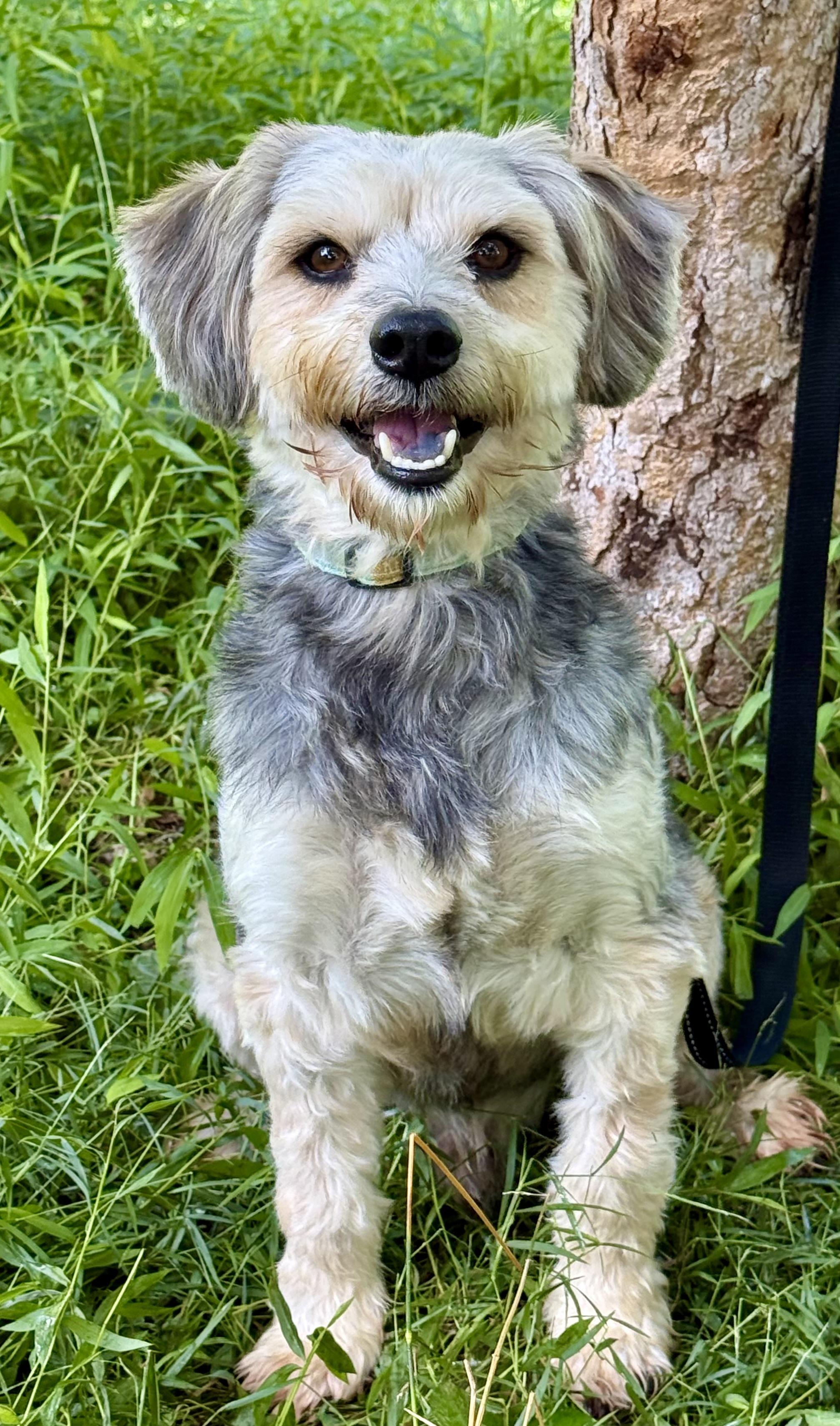 Kai, adopted, Adult Male Tibetan Terrier & Yorkshire Terrier.