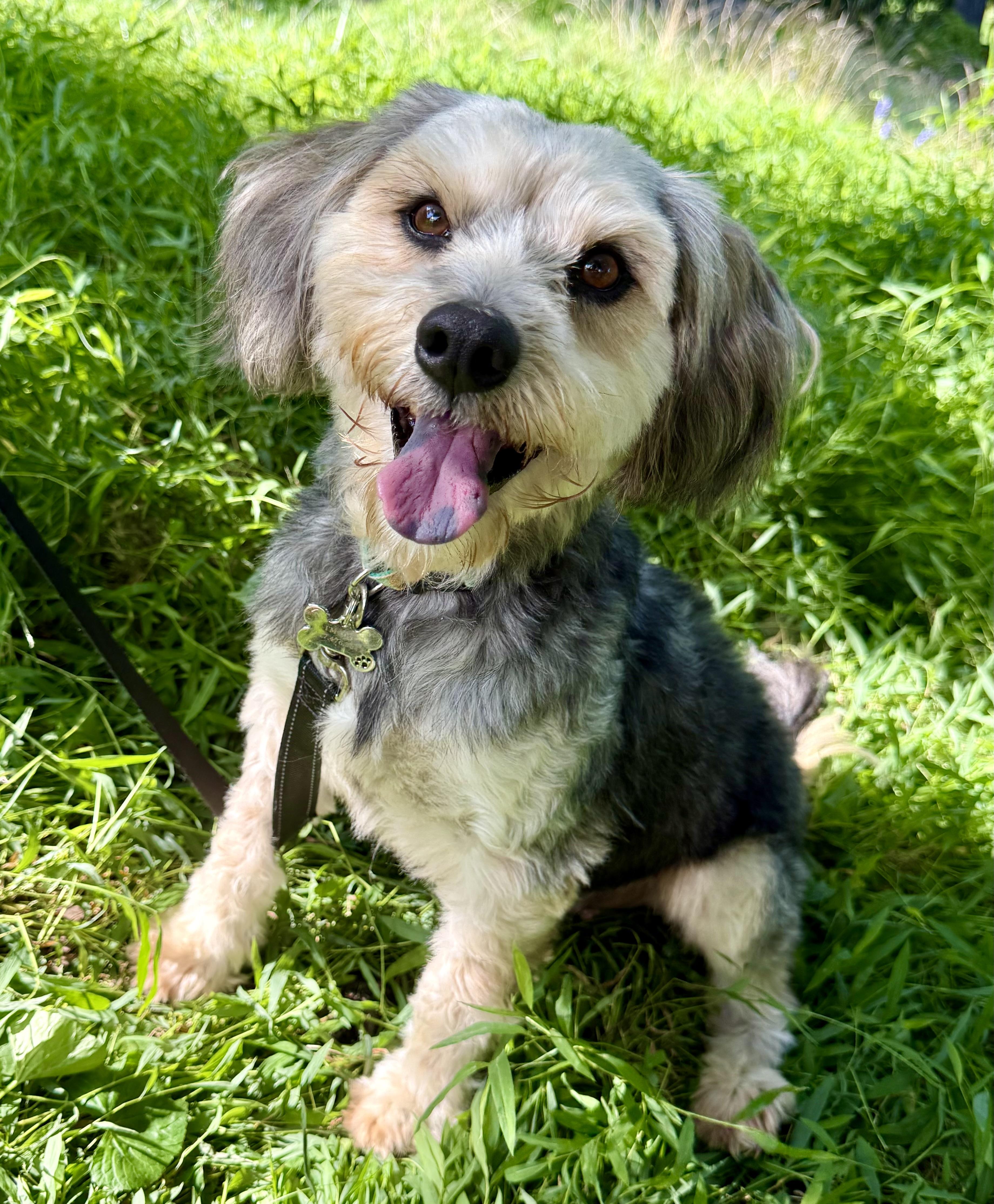 Enlarge Kai, an adopted mixed breed in Tomkins Cove, NY image 5/6