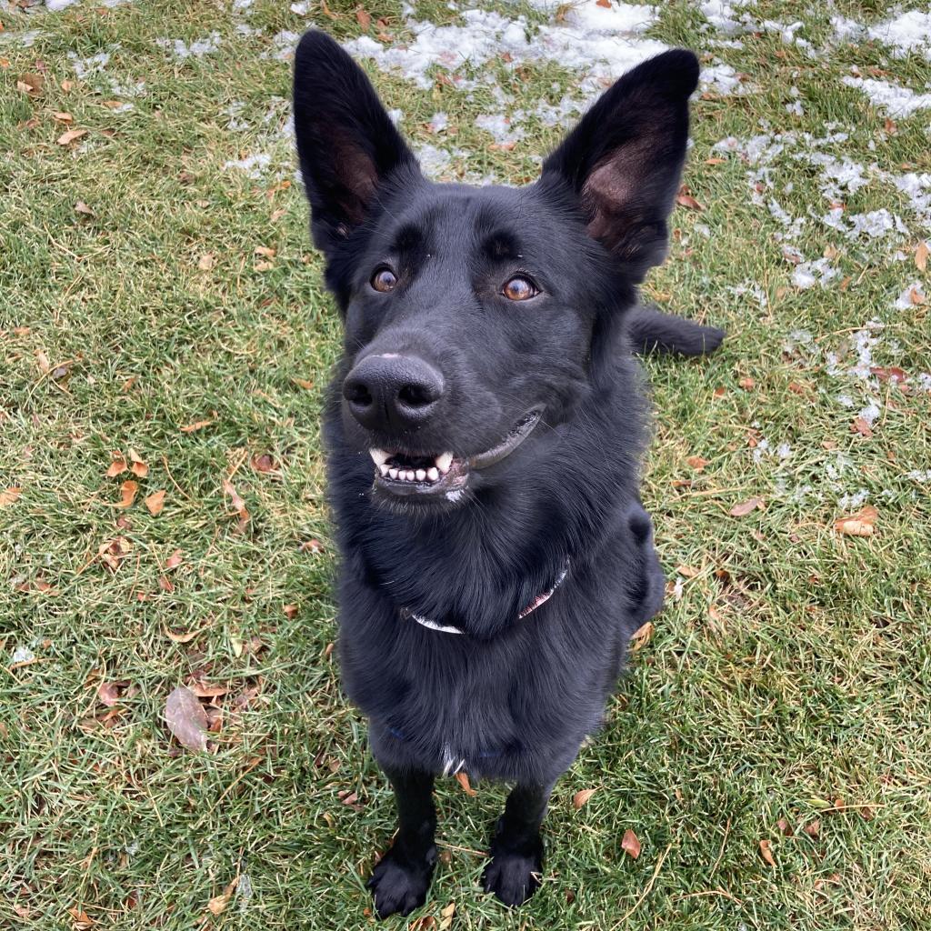 Ryder, Adoptable, Senior Male Mixed Breed.