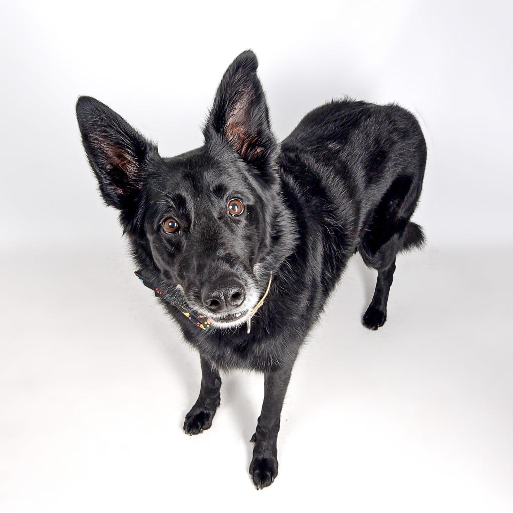 Ryder, a Adoptable Mixed Breed in Murray, UT image 2/5