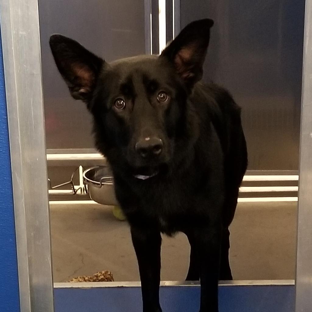 Ryder, a Adoptable Mixed Breed in Murray, UT image 3/5