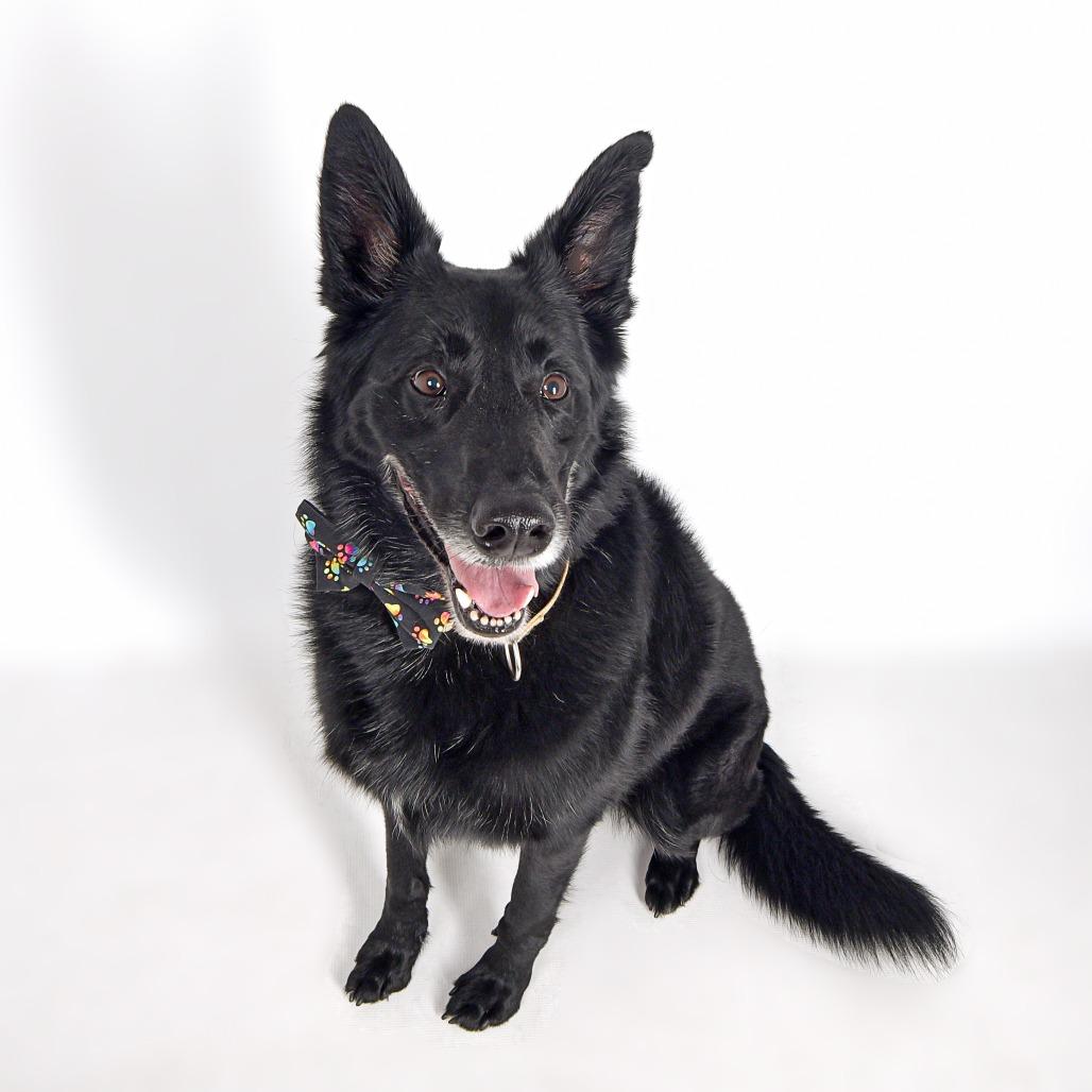 Ryder, a Adoptable Mixed Breed in Murray, UT image 4/5