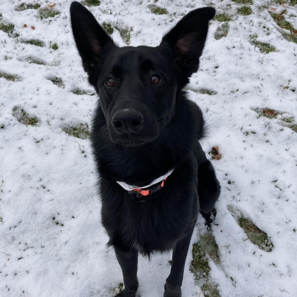 Ryder, a Adoptable Mixed Breed in Murray, UT image 5/5