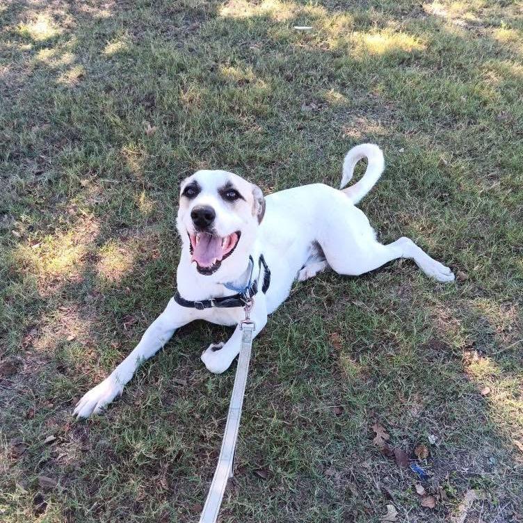 Enlarge JEFFREY, a Adoptable mixed breed in Kyle, TX image 1/6