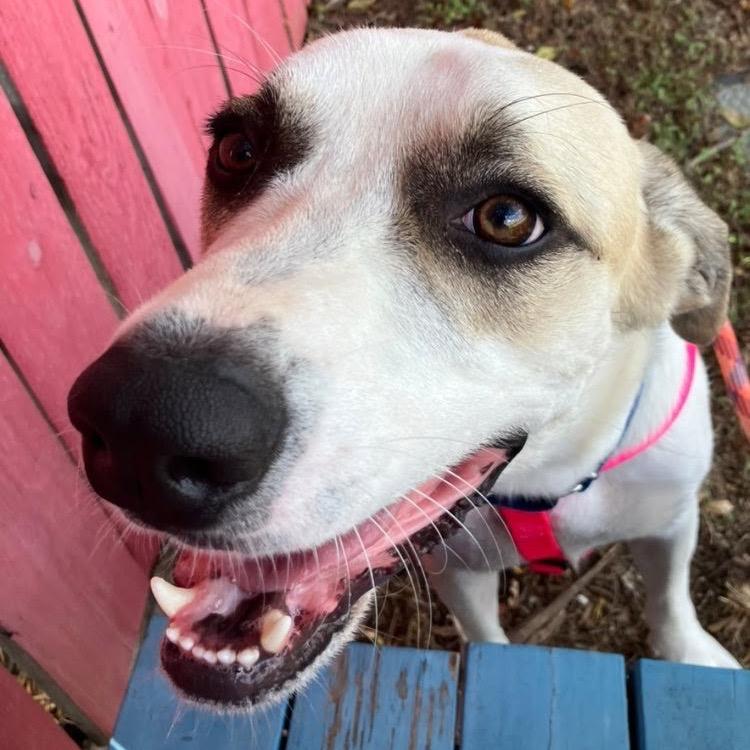 JEFFREY, Adoptable, Adult Male Anatolian Shepherd & Mixed Breed.