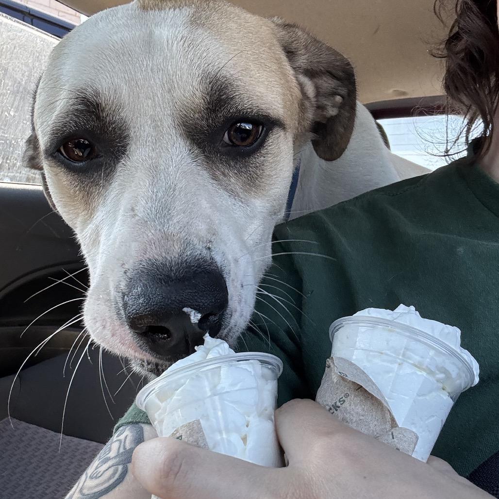 Enlarge JEFFREY, a Adoptable mixed breed in Kyle, TX image 2/6