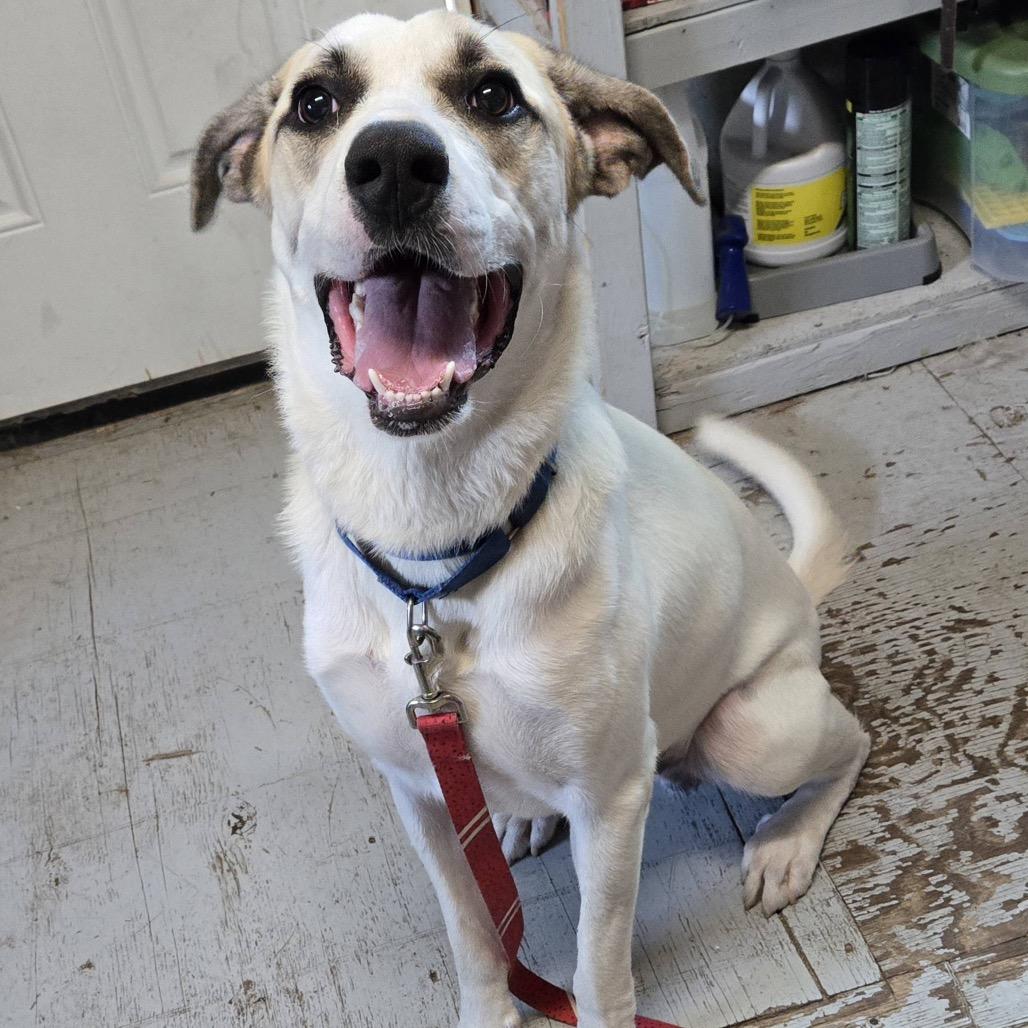 Enlarge JEFFREY, a Adoptable mixed breed in Kyle, TX image 3/6