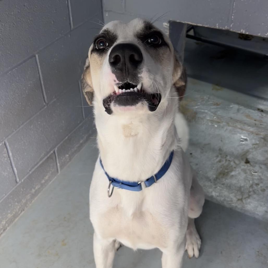 Enlarge JEFFREY, a Adoptable mixed breed in Kyle, TX image 4/6