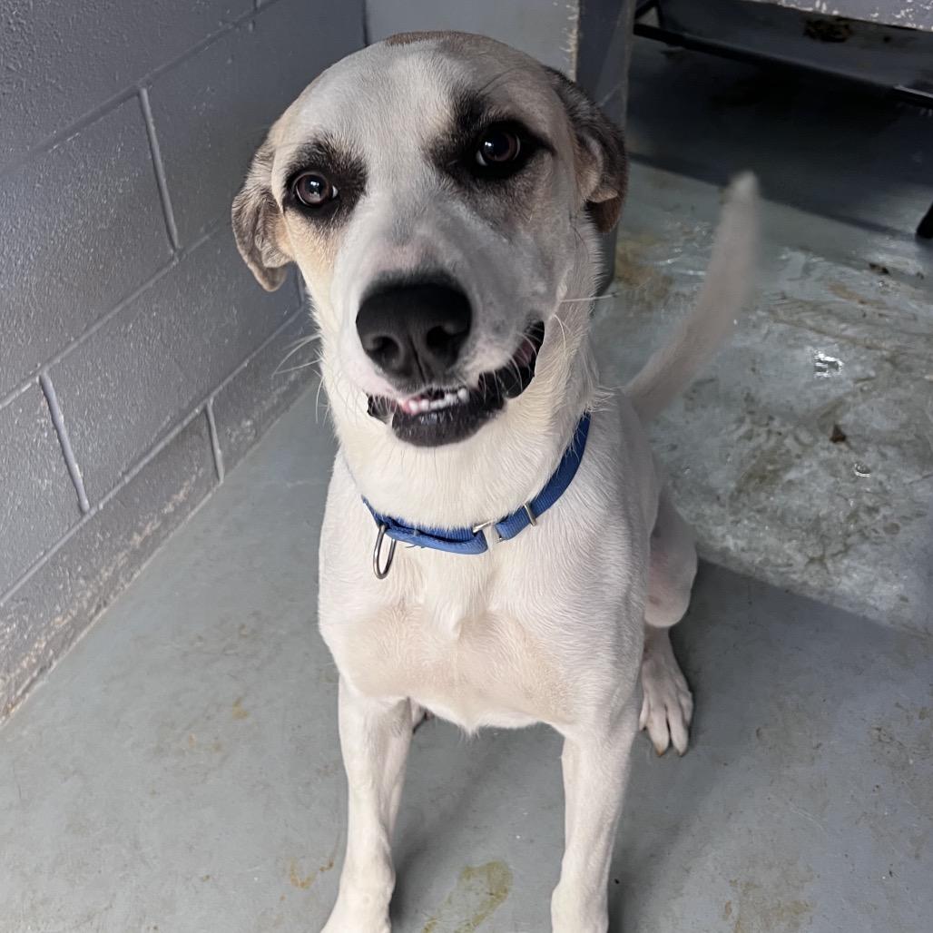 Enlarge JEFFREY, a Adoptable mixed breed in Kyle, TX image 5/6