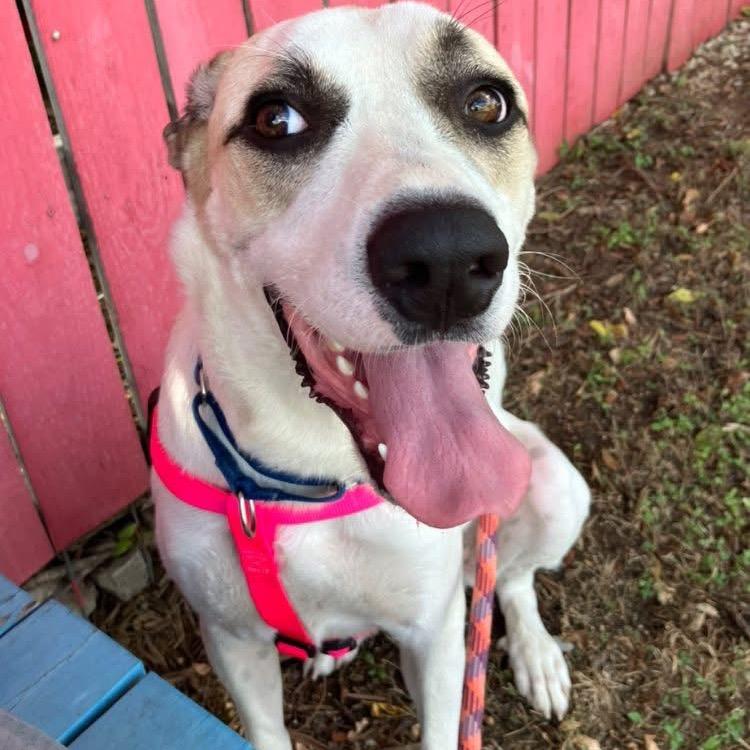 Enlarge JEFFREY, a Adoptable mixed breed in Kyle, TX image 6/6