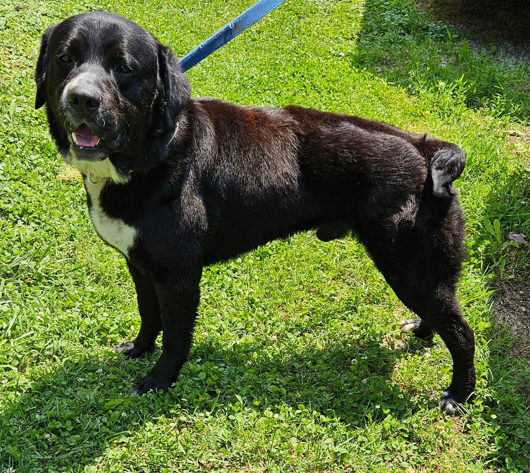 Tulsa, Adoptable, Adult Male Rottweiler.