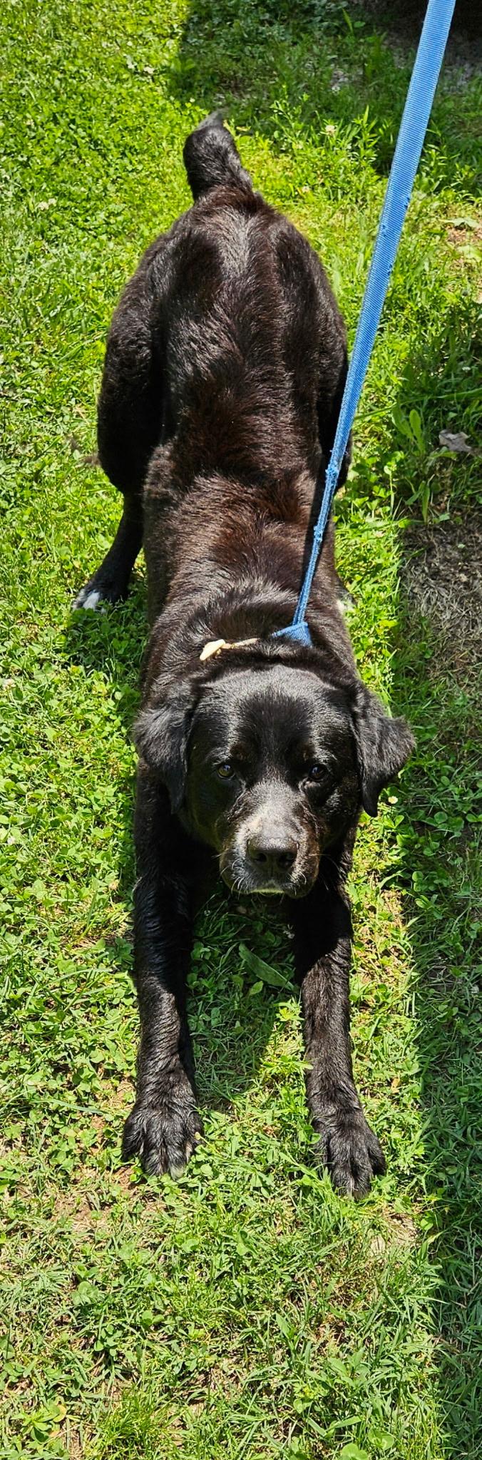 Tulsa, a Adoptable mixed breed in Hilham, TN image 2/4