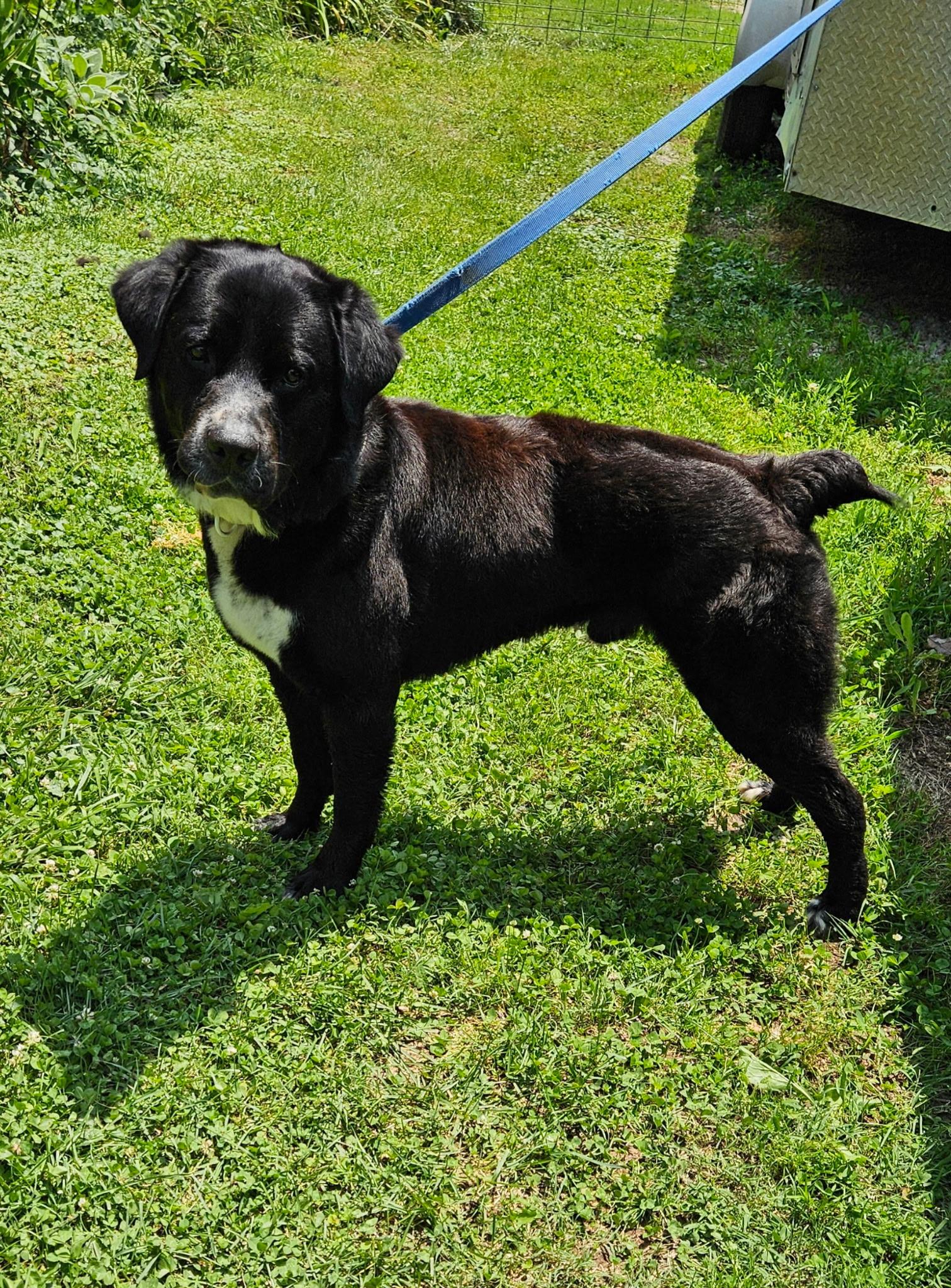 Tulsa, a Adoptable mixed breed in Hilham, TN image 3/4