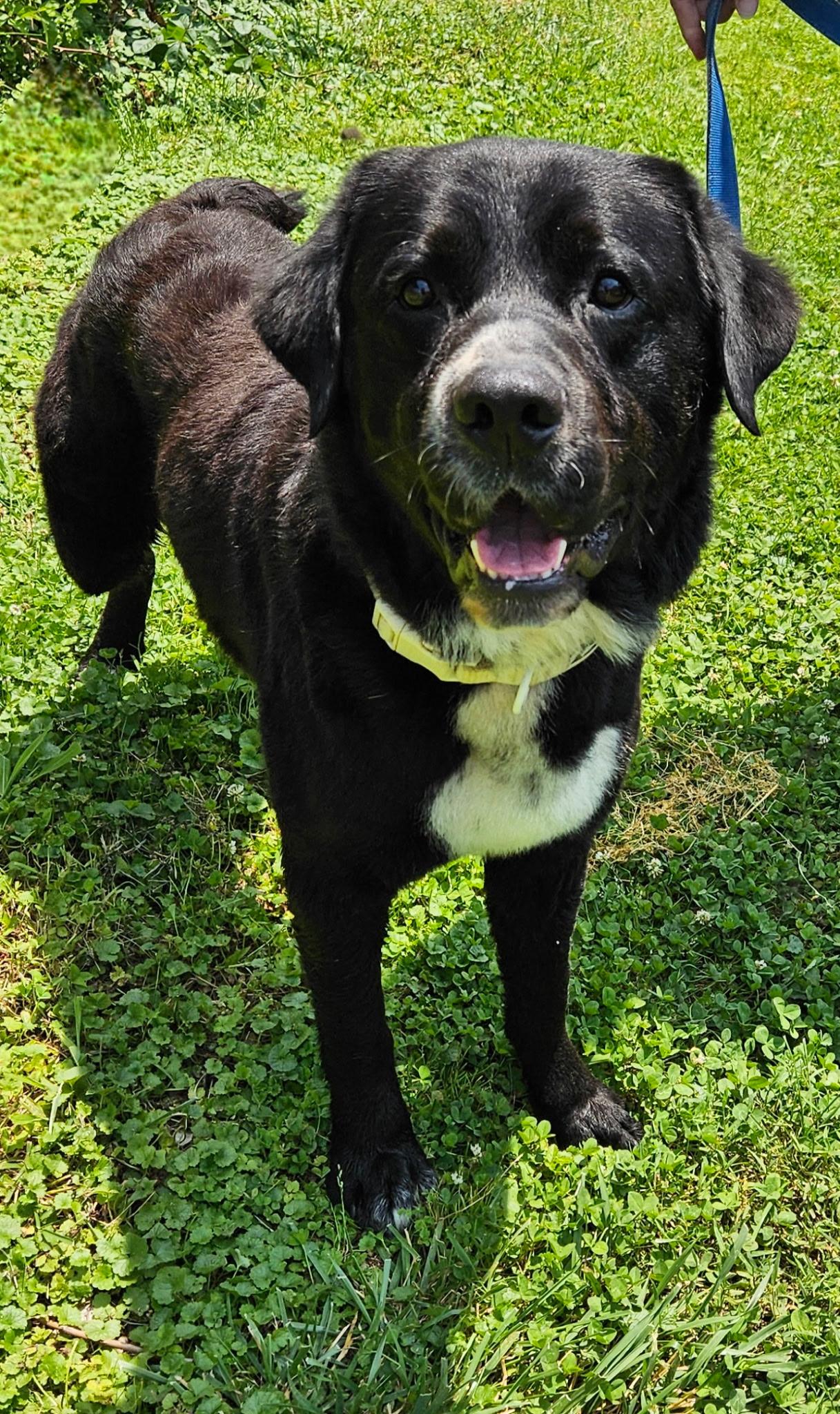 Tulsa, a Adoptable mixed breed in Hilham, TN image 4/4