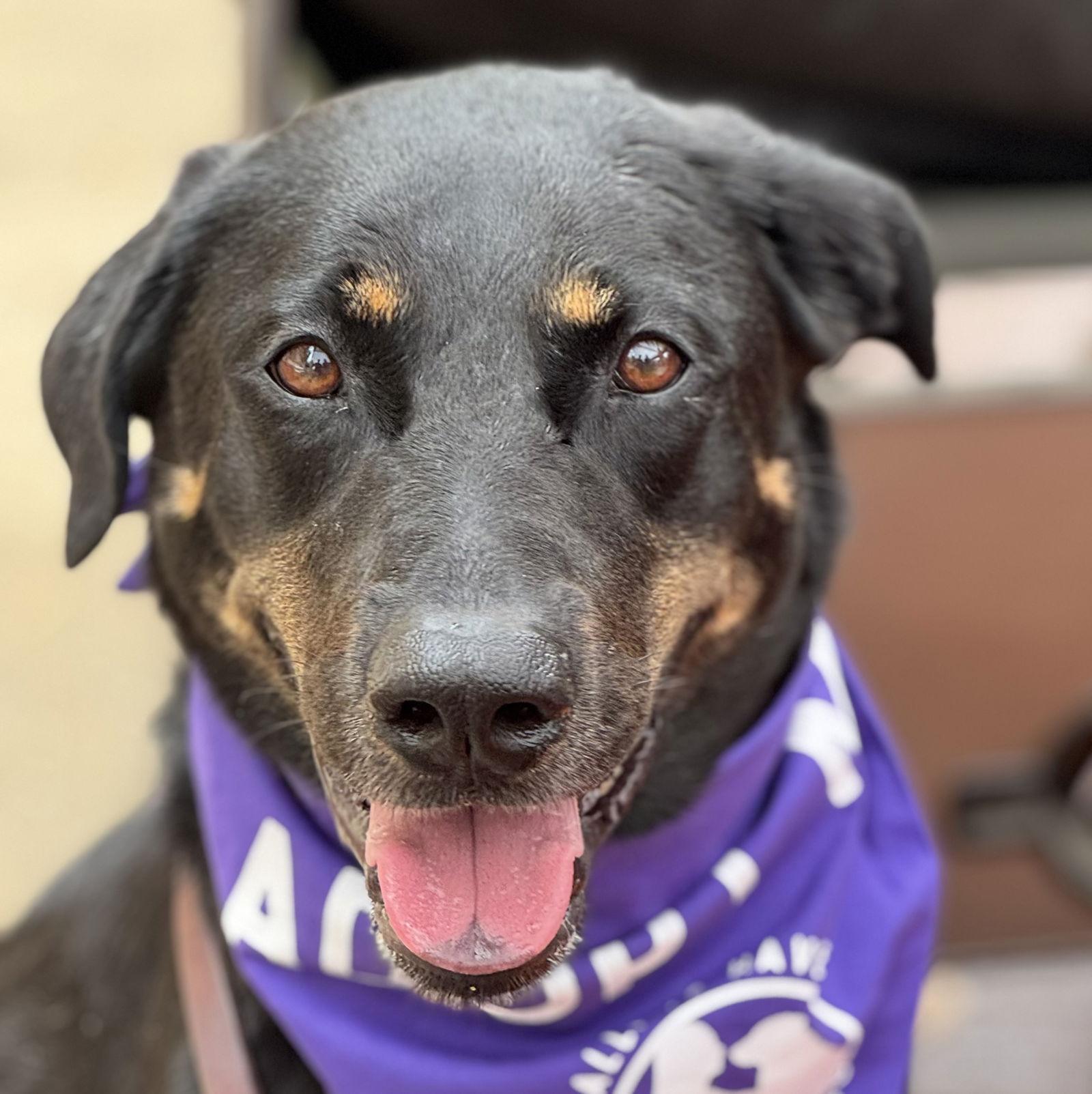 Louise, Adopted, Adult Female Labrador Retriever.