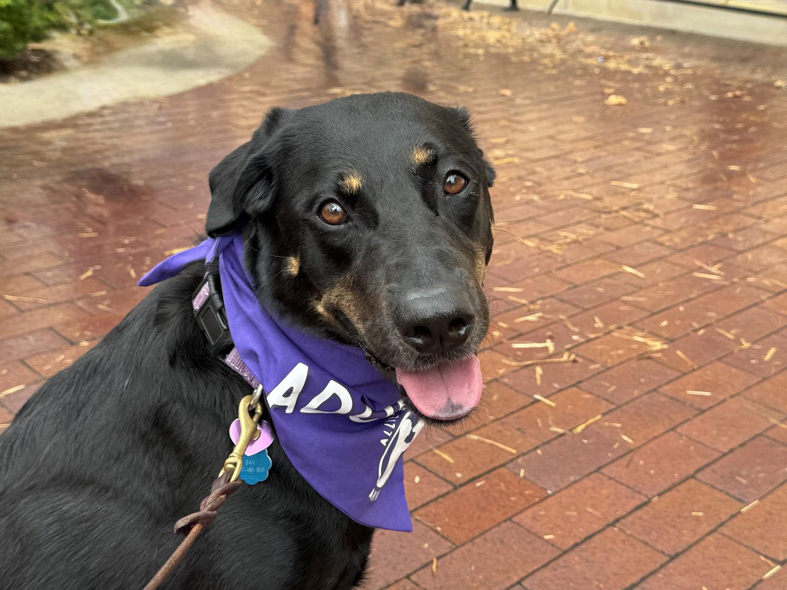 Enlarge Louise, a Adopted Labrador Retriever in Fort Worth, TX image 2/3
