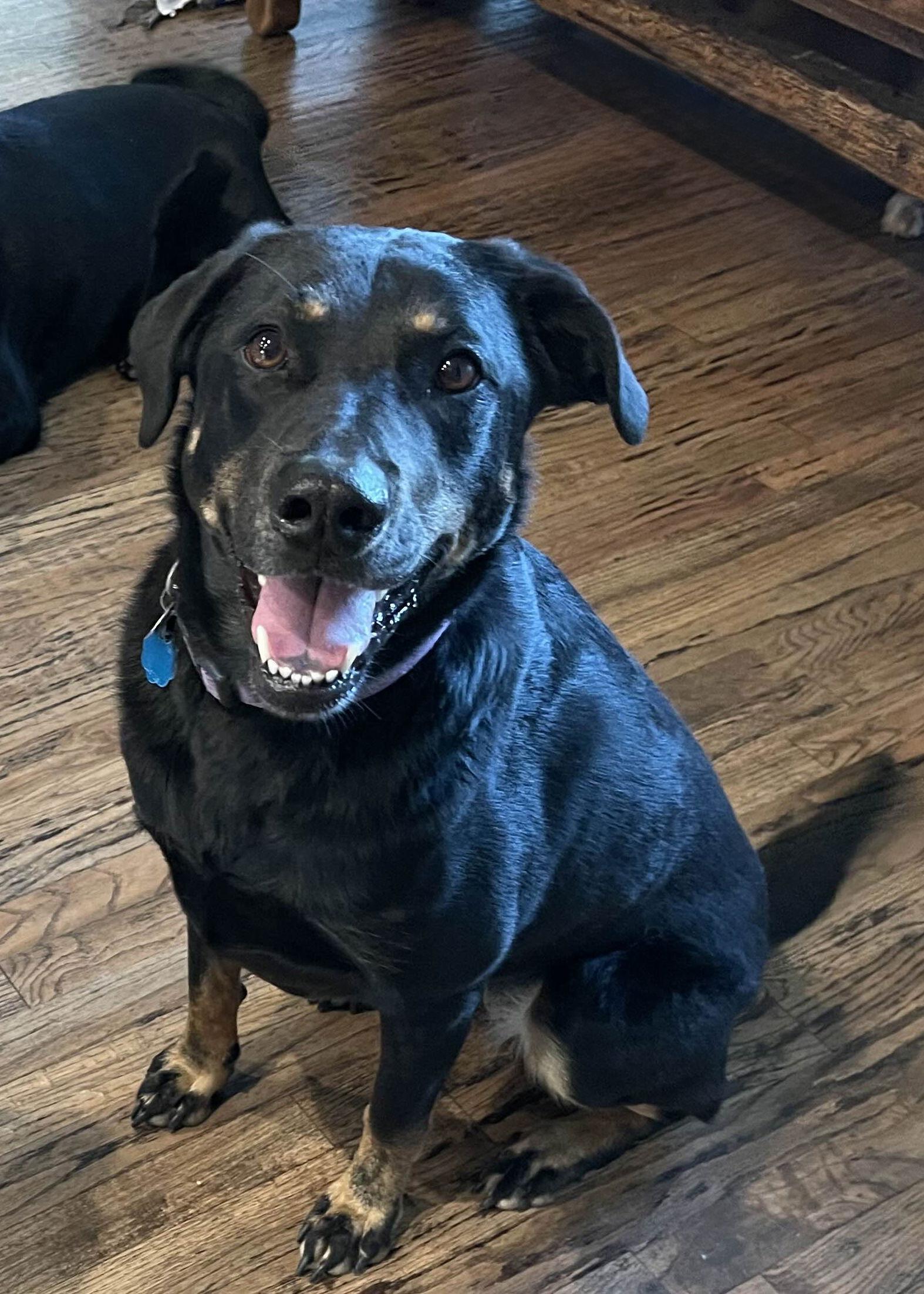 Enlarge Louise, a Adopted Labrador Retriever in Fort Worth, TX image 3/3