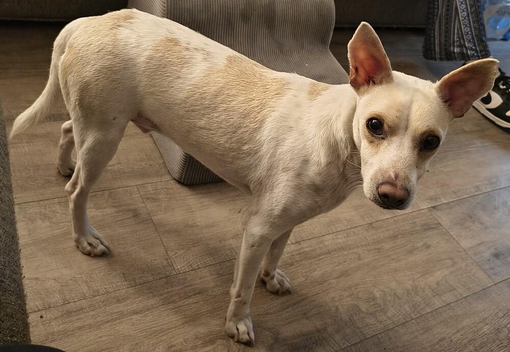 Enlarge Clayton, a Adoptable mixed breed in Plymouth, MI image 1/1