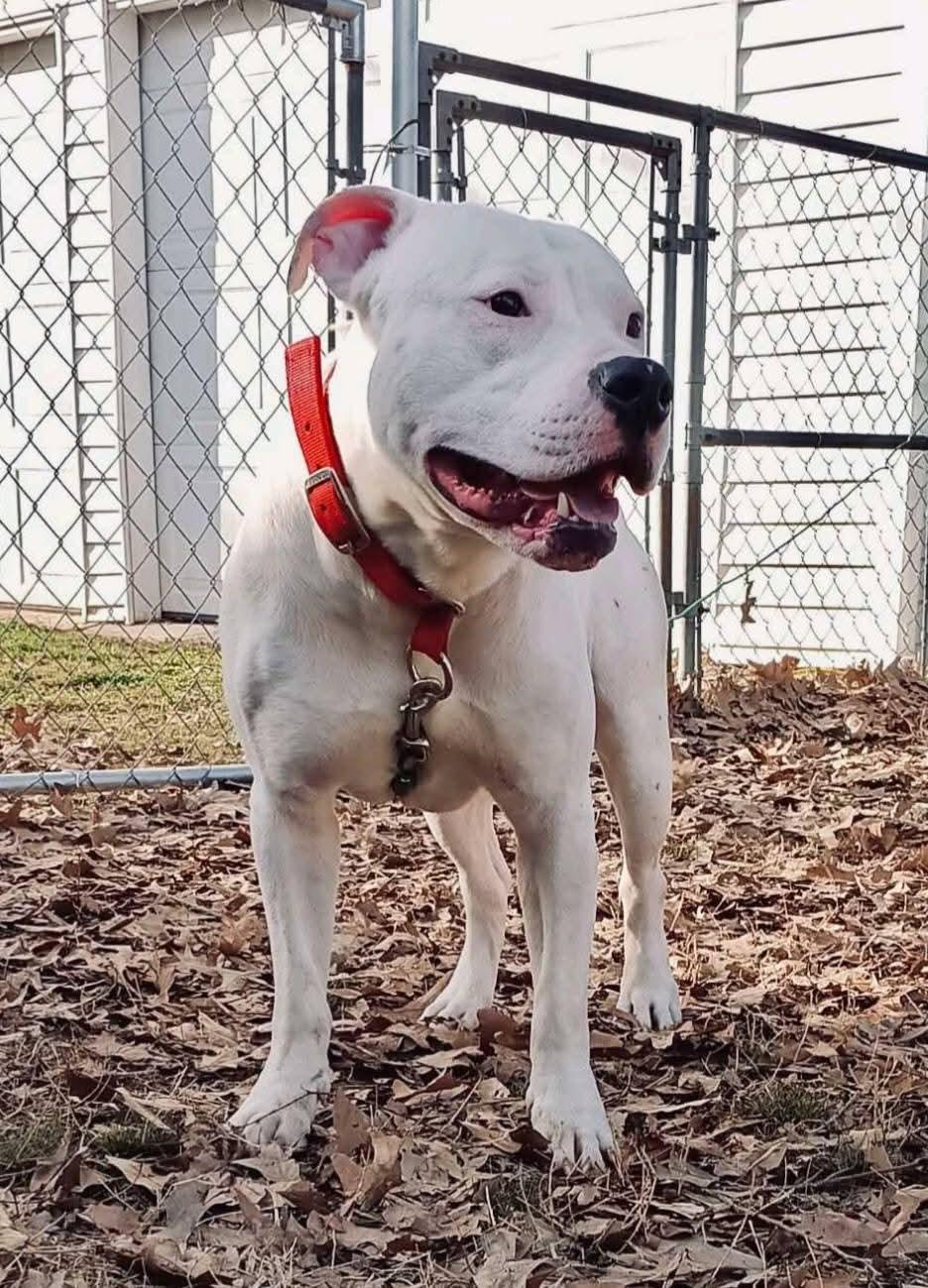 Enlarge Billy Joe, an adopted American Bulldog in Nashville, TN image 1/1