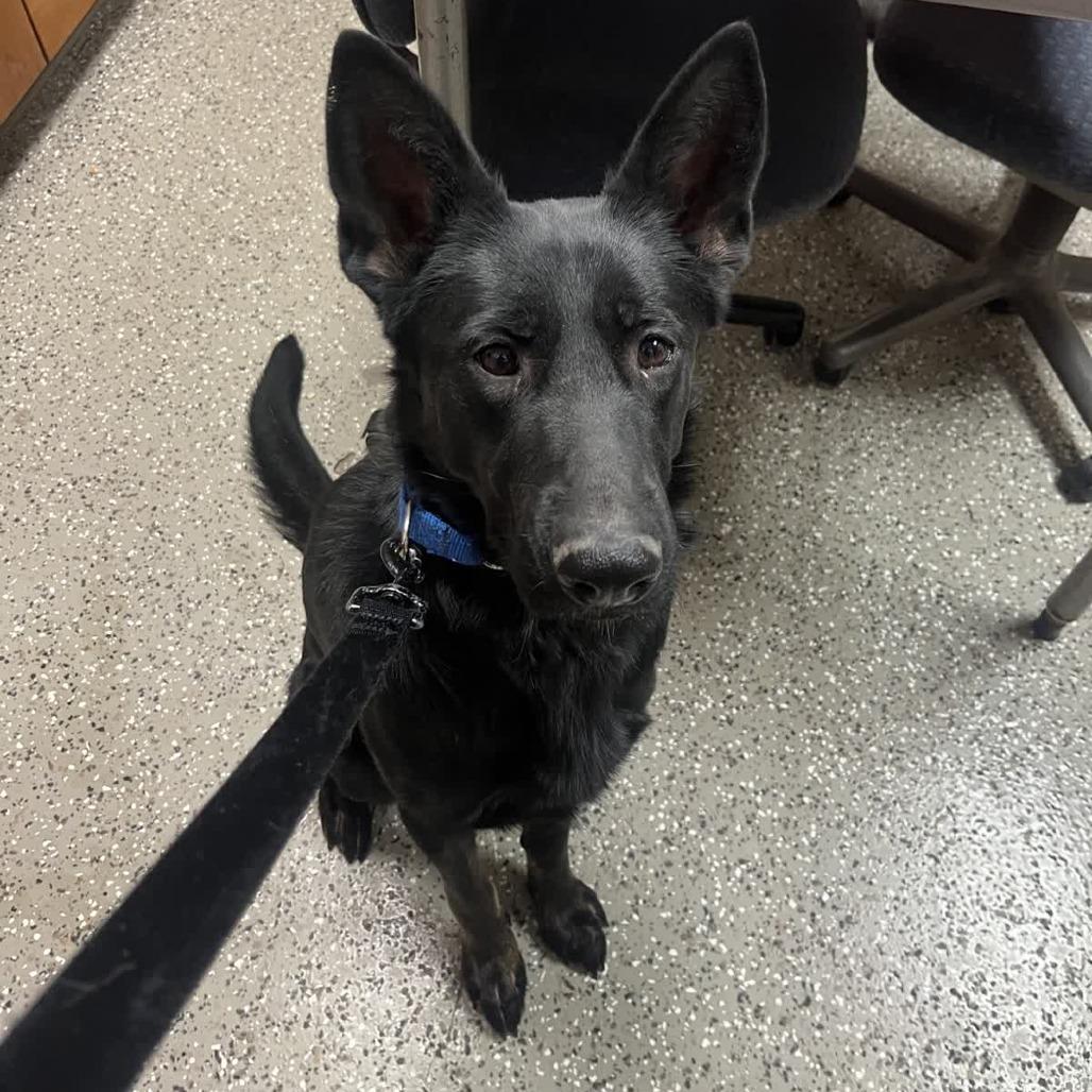 Whoopsie, Adoptable, Adult Female Shepherd.