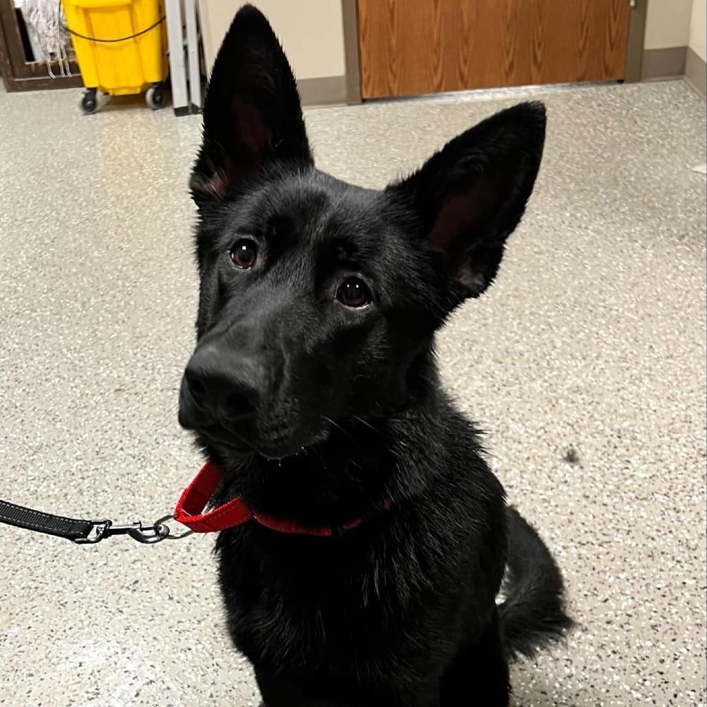 Enlarge Whoopsie, a Adoptable Shepherd in Norfolk, NE image 2/4