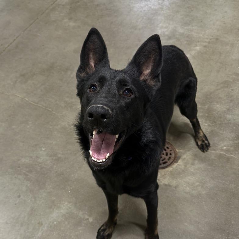 Enlarge Whoopsie, a Adoptable Shepherd in Norfolk, NE image 3/4
