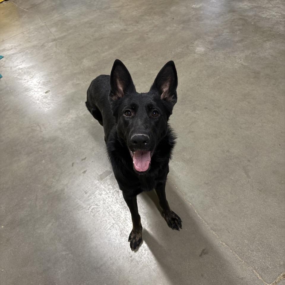 Enlarge Whoopsie, a Adoptable Shepherd in Norfolk, NE image 4/4
