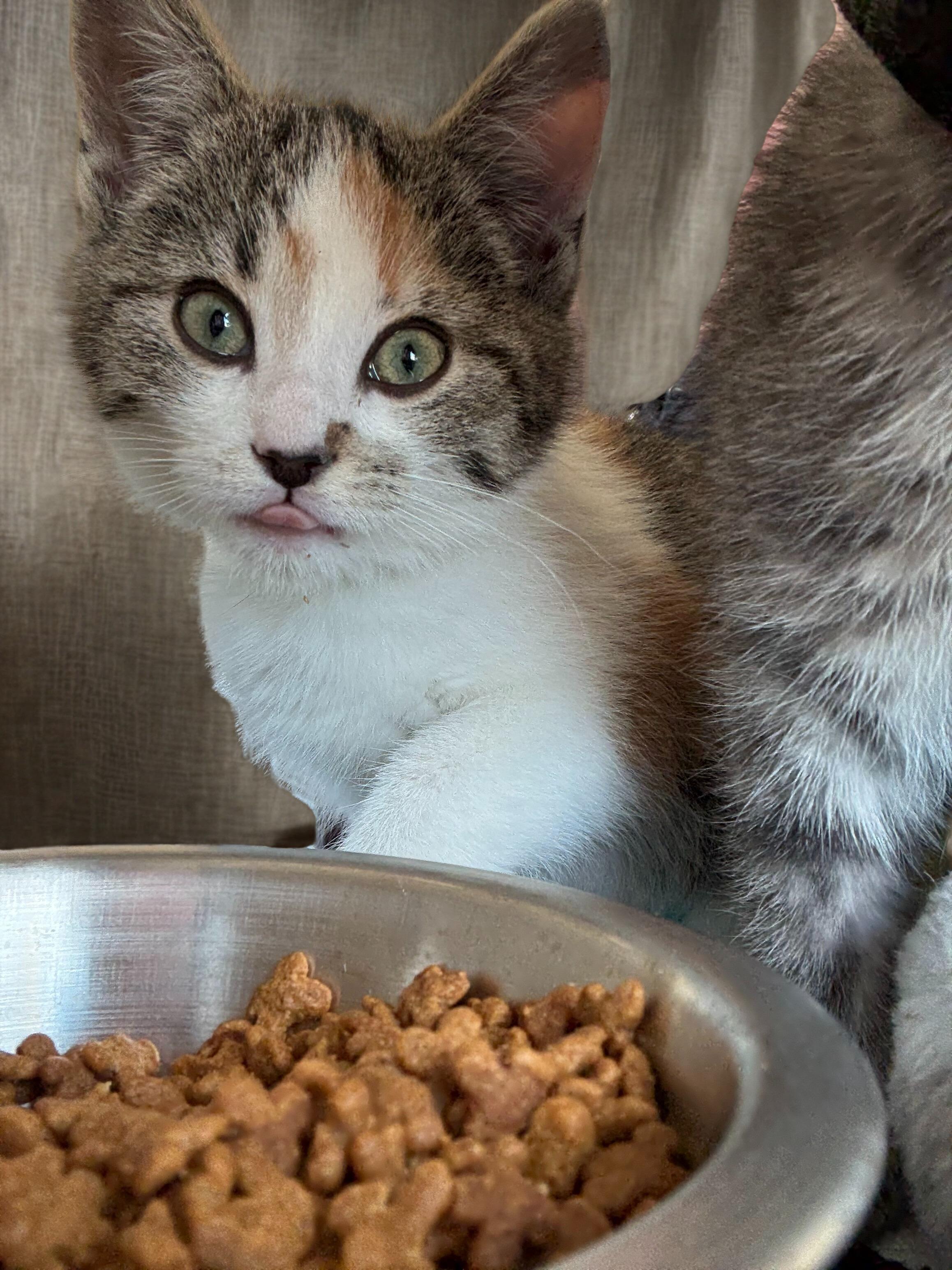 Rosetta, ADOPTABLE, Kitten Female Domestic Short Hair.