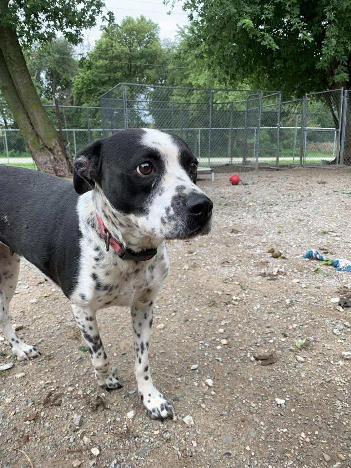 Lacoon, Adoptable, Young Female Cattle Dog.