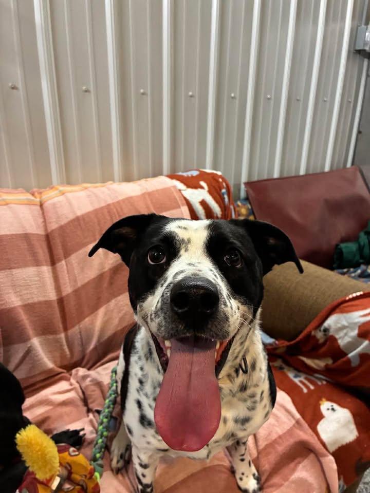 Enlarge Lacoon, a Adoptable mixed breed in Mason City, IL image 1/5