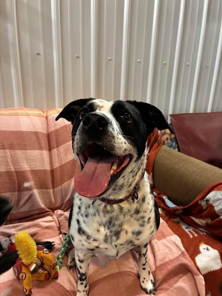 Enlarge Lacoon, a Adoptable mixed breed in Mason City, IL image 5/5