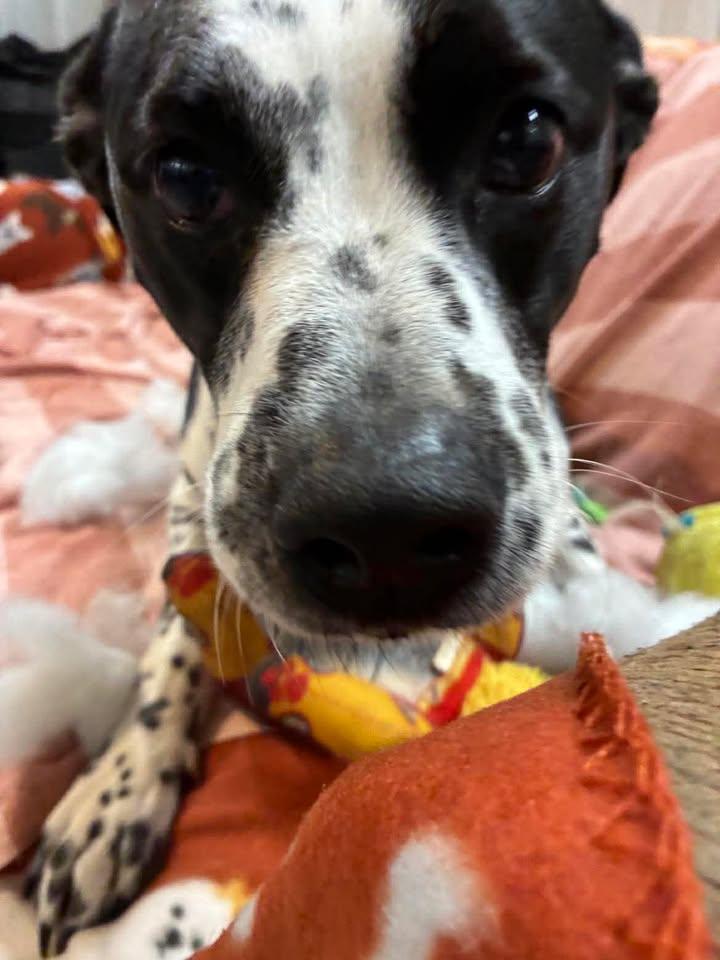 Enlarge Lacoon, a Adoptable mixed breed in Mason City, IL image 2/5