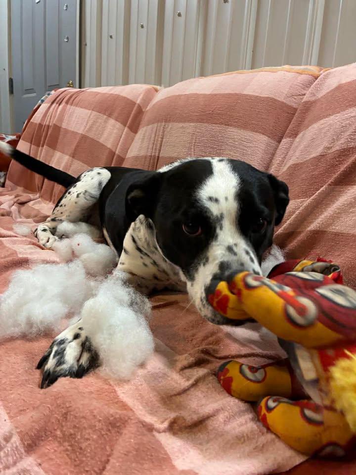 Enlarge Lacoon, a Adoptable mixed breed in Mason City, IL image 4/5