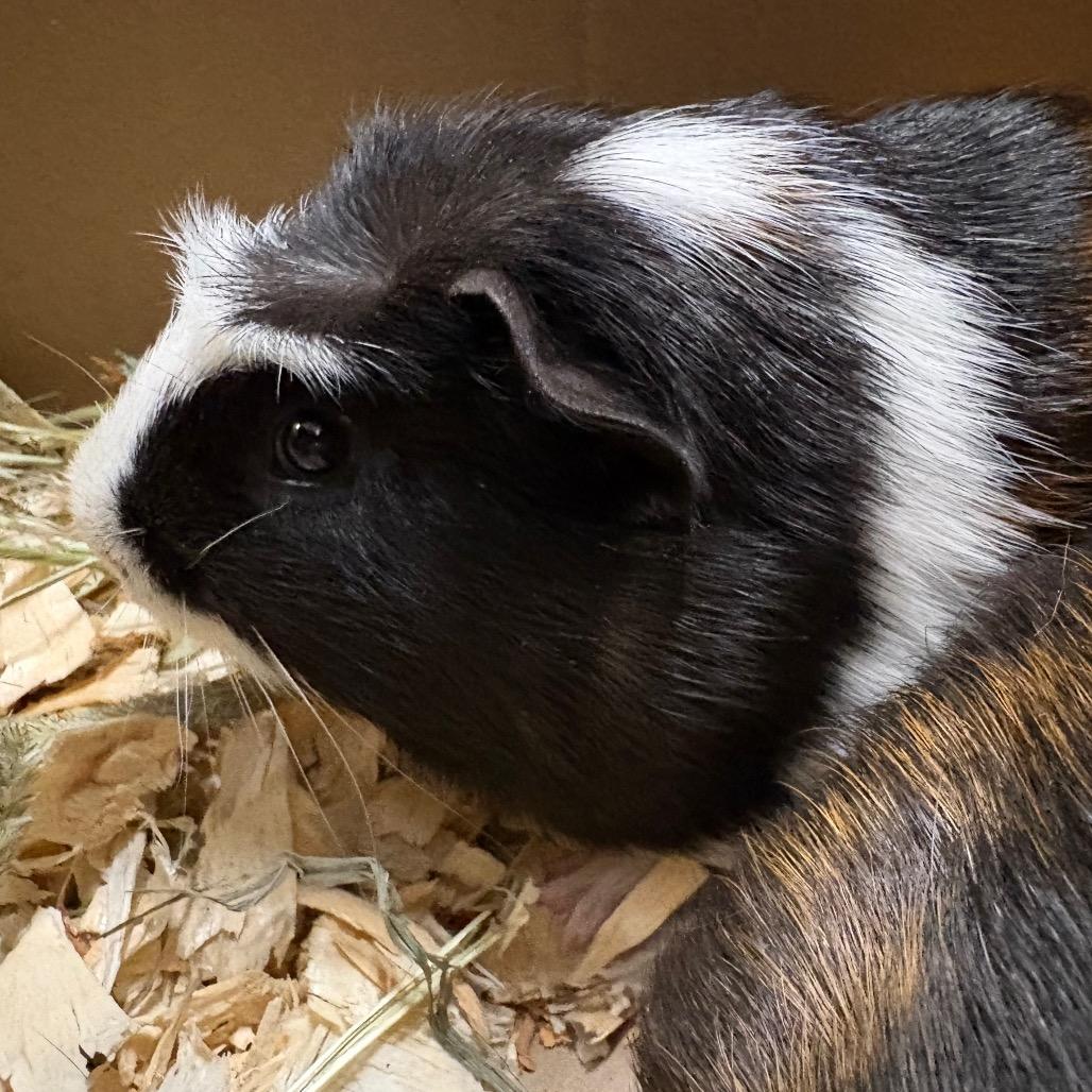 Thing, Adoptable, Young Male Guinea Pig.