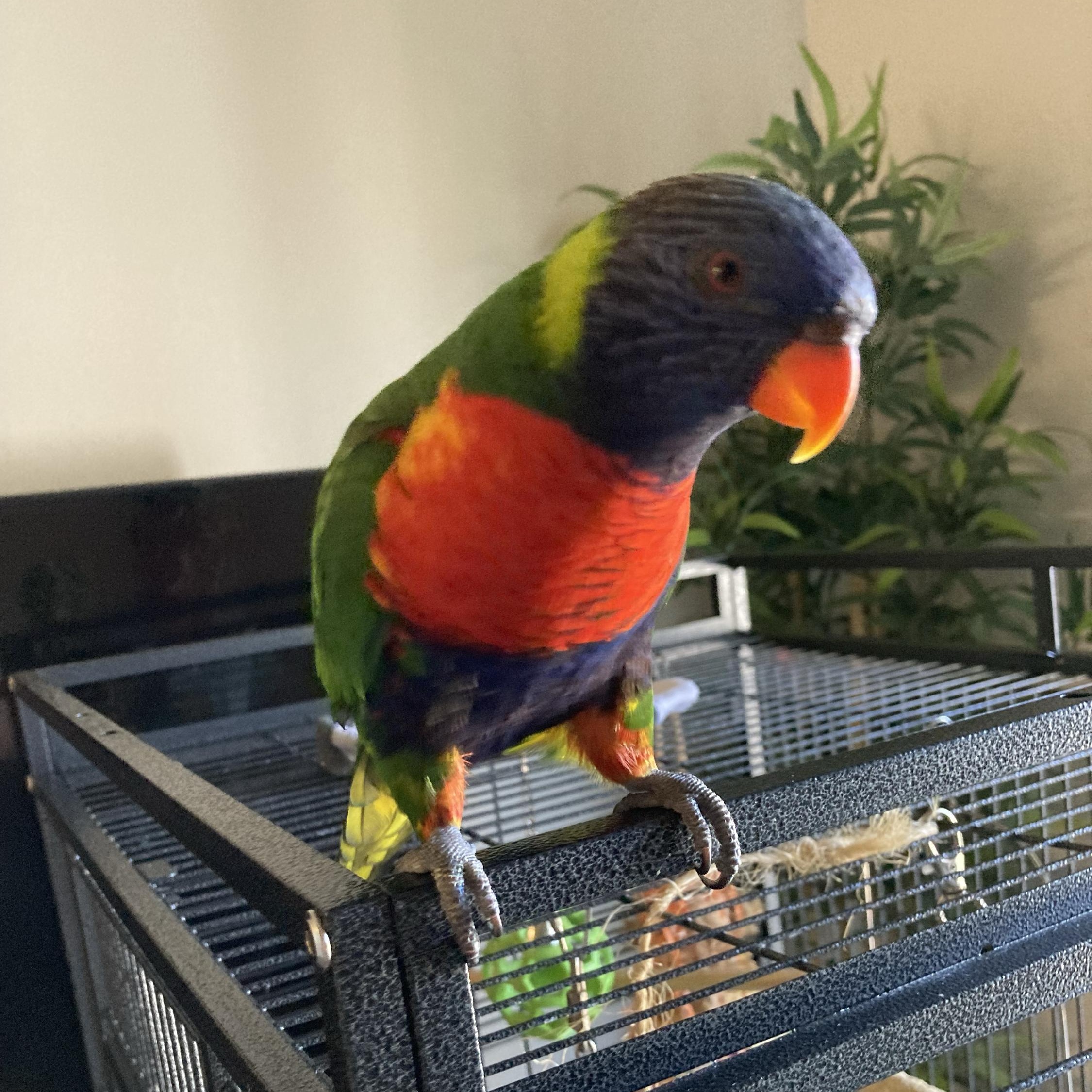 Enlarge Lulu, a Adopted Lory / Lorikeet in San Diego, CA image 1/3